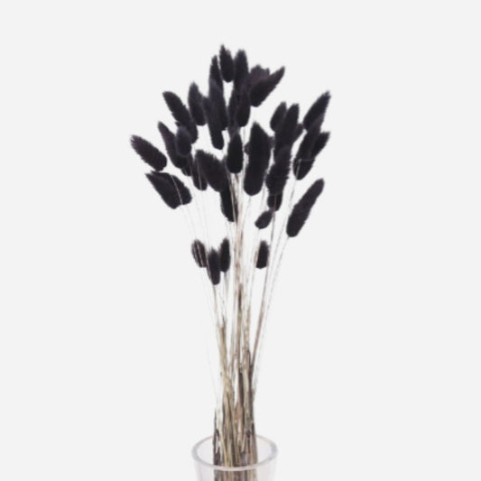 lagurus black-50 stems