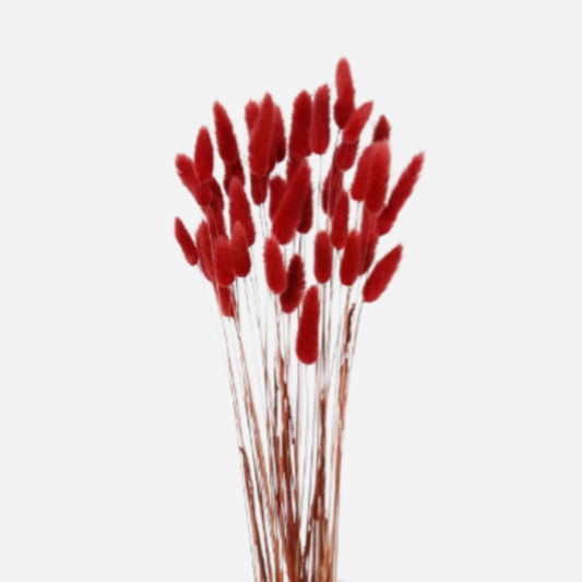 lagurus red-50 stems