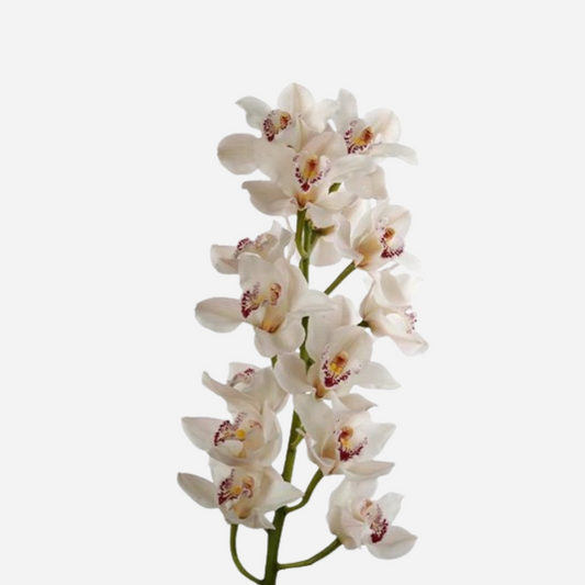 cymbidium white-stem contains 8/11 blooms