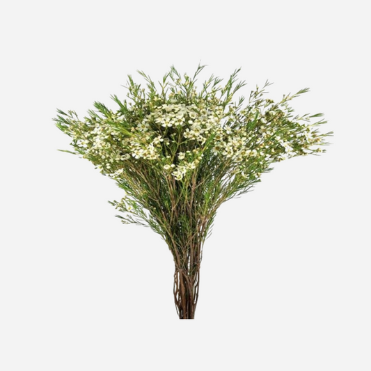 wax flower white-10 stems