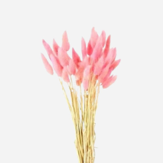lagurus pink-50 stems