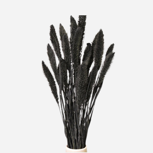 setaria black-25 stems