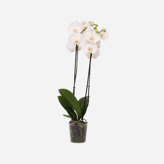 Phalaenopsis plant white