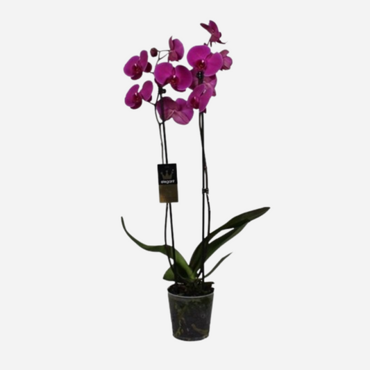 Phalaenopsis Plant Purple