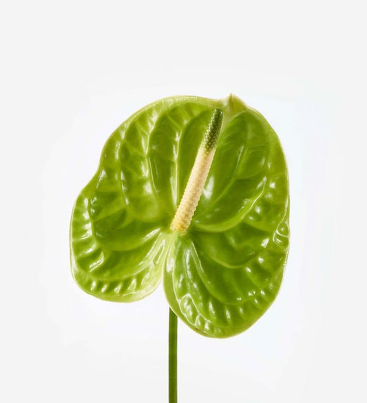 anthurium green-3 stems