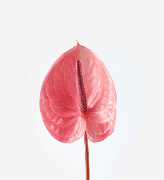 anthurium pink-3 stems