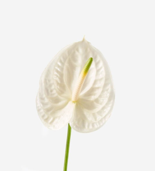 anthurium white-3 stems
