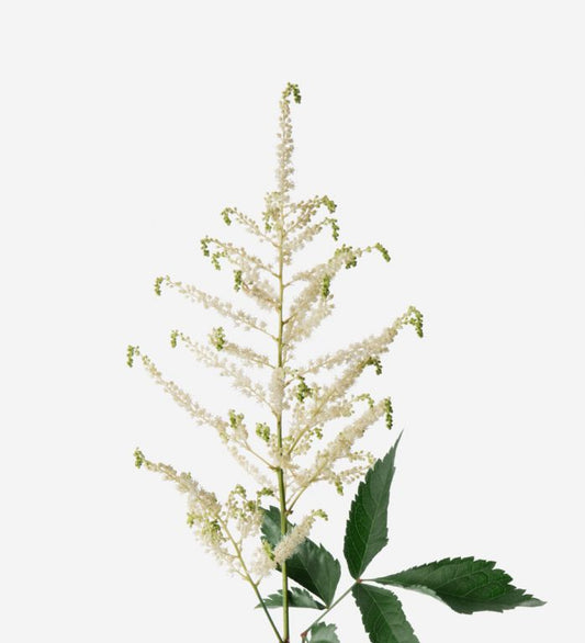 astilbe white-10 stems