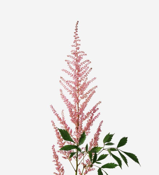 astilbe pink-10 stems