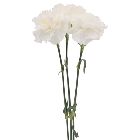 carnation white-10 stems