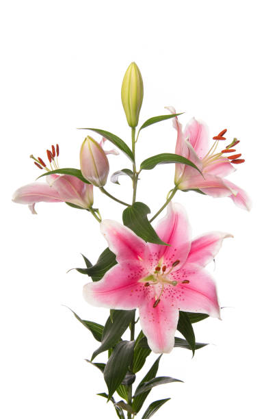 lily oriental pink-10 stems
