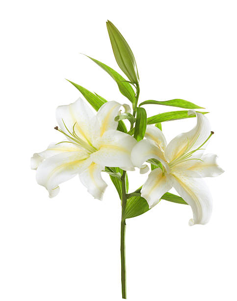 lily oriental white-10 stems