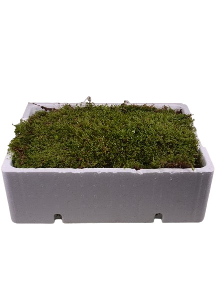 Flat Moss box